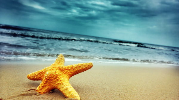 Starfish capture on a cloudy beach
