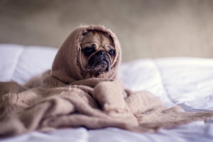 8 easy and working tips for caring for your pets in winter